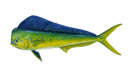 Dolphin (Mahi Mahi)