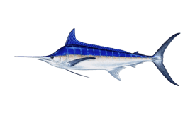 Marlin (Blue)