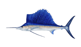 Sailfish