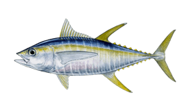 Tuna (Yellowfin)