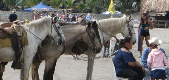 Mazatlan Horseback Riding Tours | Real Deal Tours Mazatlan