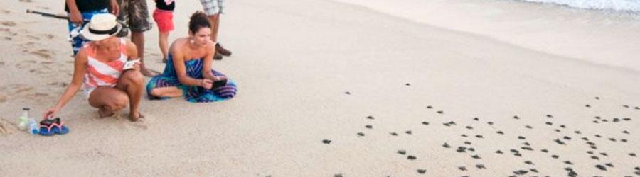 Cabo Sea Turtle Release |Cabo Eco Tours