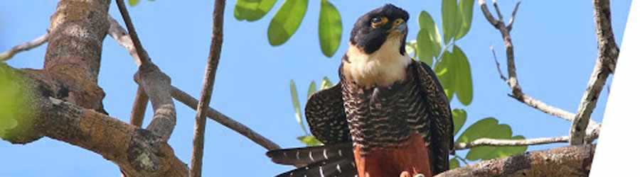 Cozumel Birdwatching | Cozumel Hidden Trails Birdwatching Deals