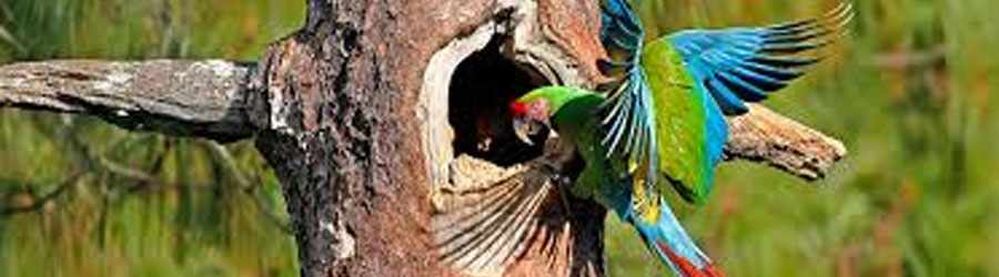 Cozumel Birdwatching | Cozumel Hidden Trails Birdwatching Deals