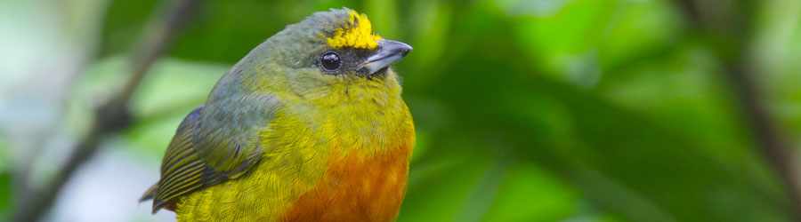 Cozumel Birdwatching | Cozumel Hidden Trails Birdwatching Deals