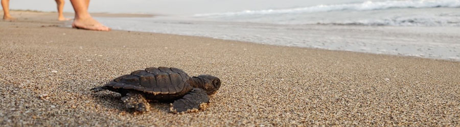 Mazatlan Sea Turtle Release & Mangrove Tour | Mazatlan Eco Tour Deals