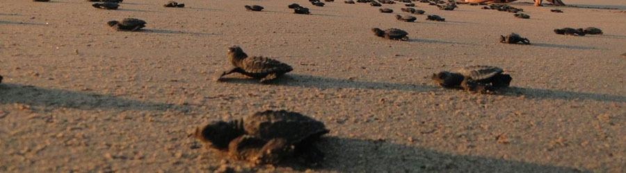 Mazatlan Sea Turtle Release & Mangrove Tour | Mazatlan Eco Tour Deals