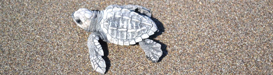 Mazatlan Sea Turtle Release & Mangrove Tour | Mazatlan Eco Tour Deals