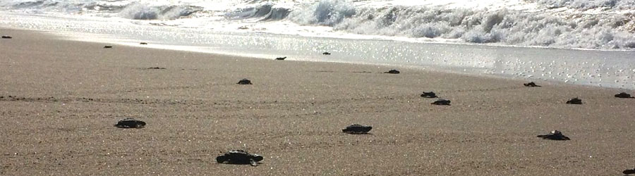 Mazatlan Sea Turtle Release & Mangrove Tour | Mazatlan Eco Tour Deals