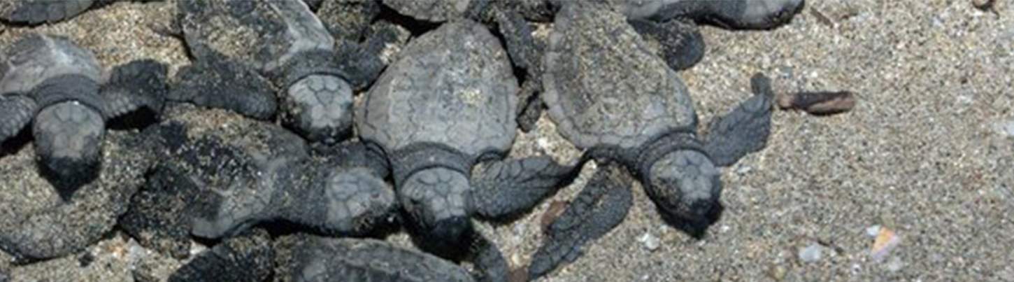 Puerto Vallarta Sea Turtle Release | Sea Turtle Nesting In Puerto Vallarta