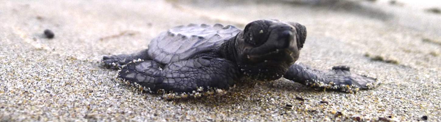 Puerto Vallarta Sea Turtle Release | Sea Turtle Nesting In Puerto Vallarta