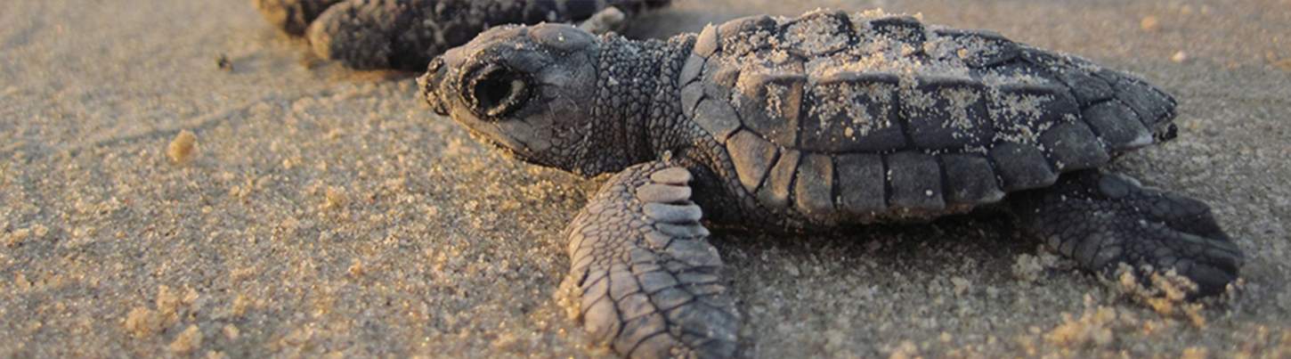 Puerto Vallarta Sea Turtle Release | Sea Turtle Nesting In Puerto Vallarta