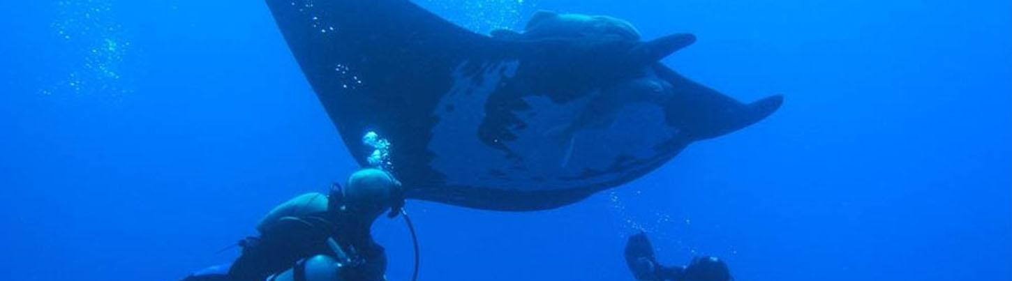 Puerto Vallarta Diving Los Arcos Mexico | Best Puerto Vallarta Dive Sites!