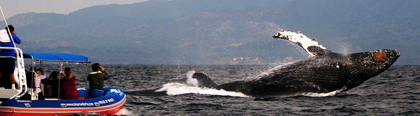 Puerto Vallarta Whale Watching | Zodiac Whale Watching Expedition