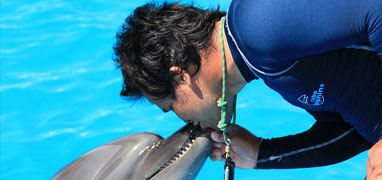 Cabo Dolphin Trainer For a Day, Swim with dolphins Cabo San Lucas