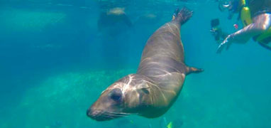 Espiritu Santo Island Baja Sightseeing Adventure