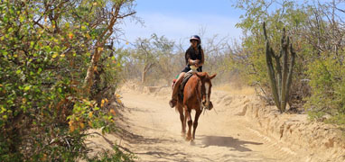 Paseos en Caballo por el Parque de Aventuras Wild Canyon