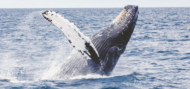 Avistamiento de Ballenas en Bahía Magdalena