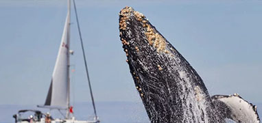 Cabo Sailing & Whales Catamaran Cruise