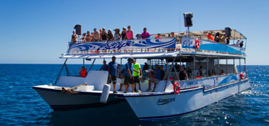 Cabo Escape Whale Watching Los Cabos