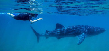 Excursión de Snorkel & Nado con Tiburones Ballena en Cabo