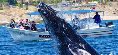 Express Guaranteed Whale Watching Excursion