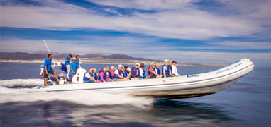 Cabo Express Fast Boat Whale Watching Los Cabos