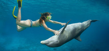 Dive With Dolphins in Cozumel