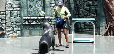 Cozumel Sea Lion Discovery