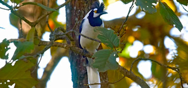 Avistamiento de Aves en la Sierra Madre de México