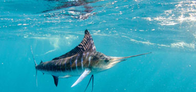 Flotas Privadas de Pesca Deportiva de Día Completo en Mazatlán