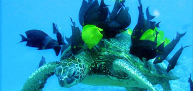 Excursión de Buceo de 1 o 2 Tanques en Mazatlán