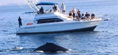 Avistamiento de Ballenas en Yate por Mazatlán