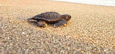 Excursión de Liberación de Tortugas Marinas & Manglares en Mazatlán