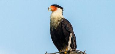 Birds of Tropical Paradise + Botanical Gardens Tour