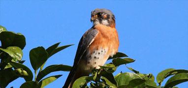 Birding Sierra Del Vallejo, San Pancho & Sayulita Estuaries