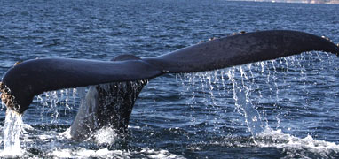 Private Speed Boat Whale Watching