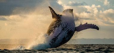 Private Whale Watching Puerto Vallarta