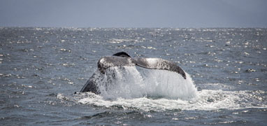 Small Boat Whale Watching Banderas Bay