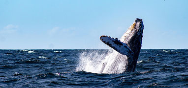 Speed Boat Whale Watching in Puerto Vallarta