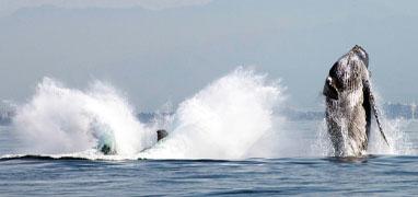 Trimaran Whale Watching Tour in Banderas Bay