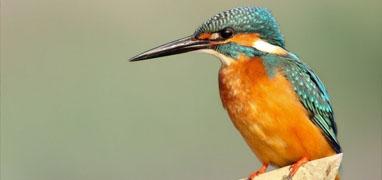 Banderas Bay Bird Watching Ameca River