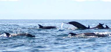 Wild Dolphin Discovery & Snorkel Banderas Bay