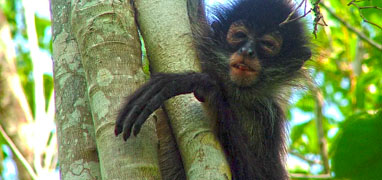 Coba, Cenote and Punta Laguna Monkey Sanctuary