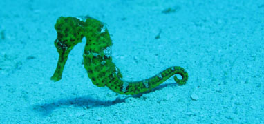 Playa Del Carmen Reef Snorkel (Moche Express)